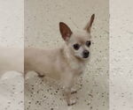 Small Chihuahua