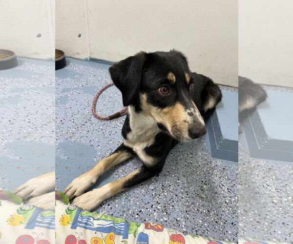 Medium Photo #2 Mutt Puppy For Sale in Emmett, ID, USA