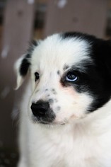 Border Collie Puppy for sale in BERWICK, PA, USA