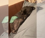 Small #1 Mutt
