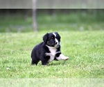 Small Photo #6 Australian Shepherd Puppy For Sale in NEWTON FALLS, OH, USA