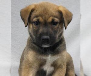 Mutt Dogs for adoption in Thief River Falls, MN, USA