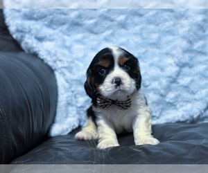 Cavalier King Charles Spaniel Puppy for sale in CAMPBELLSVILLE, KY, USA