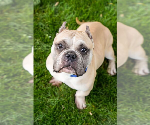 Medium Photo #8 American Bulldog-Staffordshire Bull Terrier Mix Puppy For Sale in Princeton, MN, USA