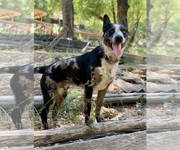 Medium Photo #5 Catahoula Leopard Dog-Unknown Mix Puppy For Sale in Paso Robles, CA, USA