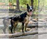 Small Photo #5 Catahoula Leopard Dog-Unknown Mix Puppy For Sale in Paso Robles, CA, USA