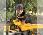 Small #1 Dachshund