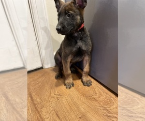 Belgian Malinois Puppy for sale in FOREST CITY, NC, USA