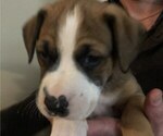 Small Photo #8 Australian Shepherd-Boxer Mix Puppy For Sale in LOUISVILLE, KY, USA