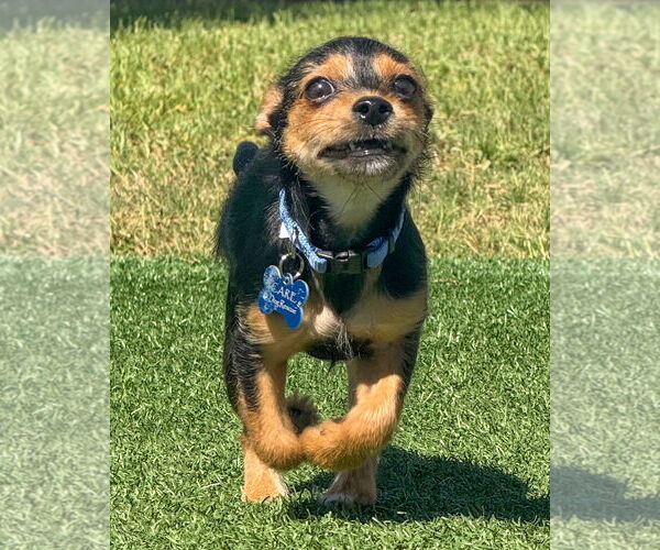 Medium Photo #11 Chihuahua-Unknown Mix Puppy For Sale in Corona, CA, USA