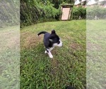 Small Photo #37 Siberian Husky Puppy For Sale in ALTON, IL, USA