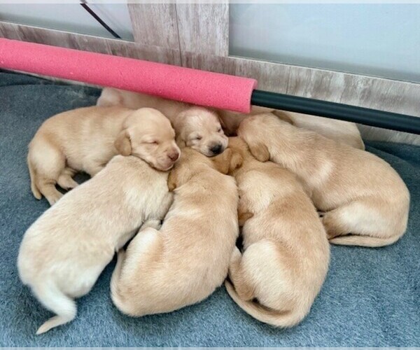 Medium Photo #1 Labrador Retriever Puppy For Sale in WINSTON SALEM, NC, USA