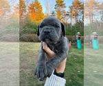 Puppy Red Female Cane Corso