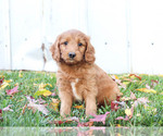 Small Photo #1 Goldendoodle Puppy For Sale in KILLINGER, PA, USA
