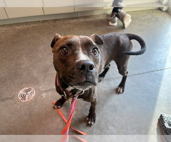 Medium Photo #1 American Staffordshire Terrier-Unknown Mix Puppy For Sale in Tavares, FL, USA