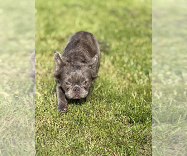 Medium Photo #1 French Bulldog Puppy For Sale in PORTSMOUTH, VA, USA