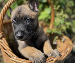 Small #2 Belgian Malinois