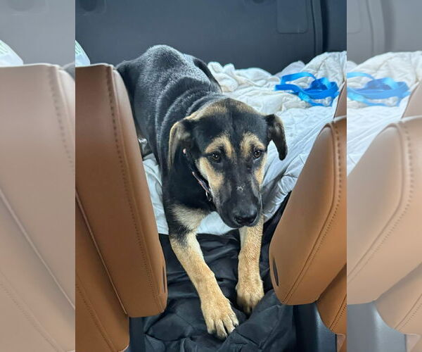 Medium Photo #8 Mutt Puppy For Sale in Myrtle Beach, SC, USA