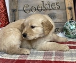 Small Photo #12 Golden Retriever Puppy For Sale in SMITHVILLE, TX, USA
