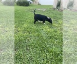 Small #9 Bull Terrier