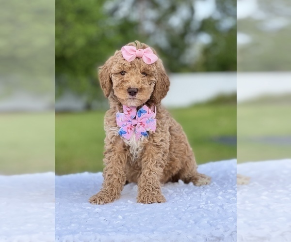 Medium Photo #8 Goldendoodle (Miniature) Puppy For Sale in FROSTPROOF, FL, USA