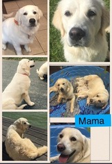 Mother of the Golden Retriever puppies born on 08/30/2016