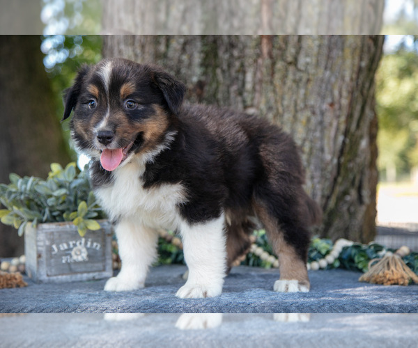 Medium Photo #1 Australian Shepherd Puppy For Sale in CHRISTIANA, PA, USA