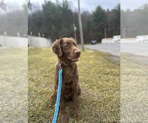 Chocolate Labrador retriever-Unknown Mix Dogs for adoption in Hinton, WV, USA