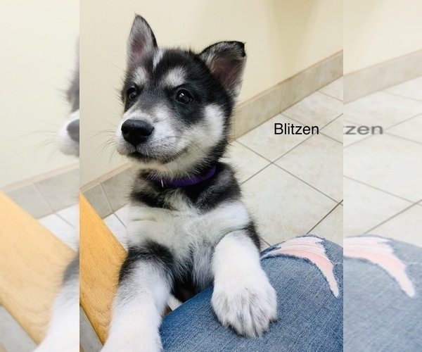 Medium Photo #23 Siberian Husky Puppy For Sale in WASHBURN, WI, USA
