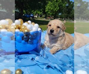 Goldendoodle Puppy for sale in KISSIMMEE, FL, USA