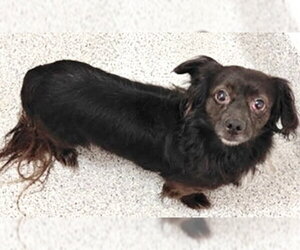 Dachshund-Unknown Mix Dogs for adoption in Houston, TX, USA