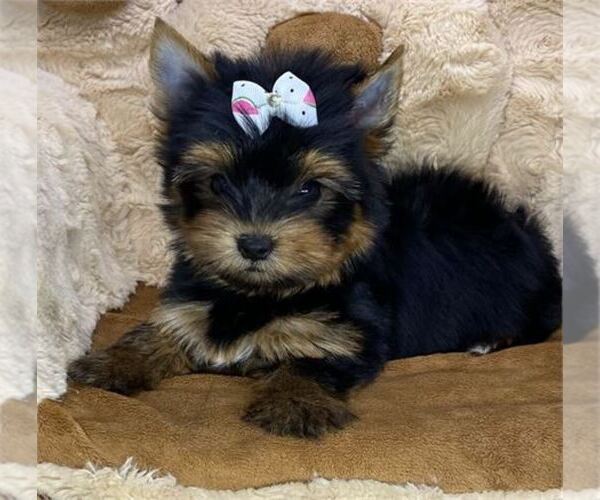 Medium Photo #7 Yorkshire Terrier Puppy For Sale in MIAMI, FL, USA