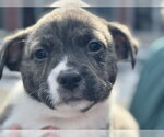Small #3 American Staffordshire Terrier