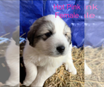 Small Photo #12 Great Pyrenees Puppy For Sale in LINCOLN, MI, USA