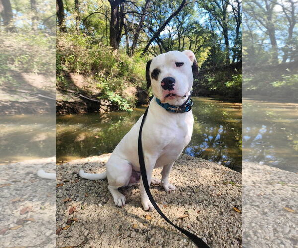 Medium Photo #8 Saint Bernard-Staffordshire Bull Terrier Mix Puppy For Sale in Fort Worth, TX, USA