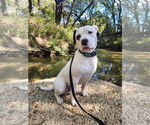Small #7 Saint Bernard-Staffordshire Bull Terrier Mix