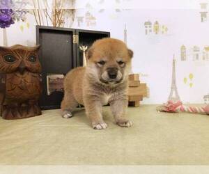 Shiba Inu Puppy for sale in NEWPORT BEACH, CA, USA