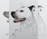 Small #3 American Bulldog Mix