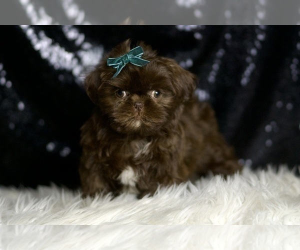 Medium Photo #1 Shih Tzu Puppy For Sale in WARSAW, IN, USA