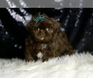 Shih Tzu Litter for sale in WARSAW, IN, USA