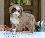 Small #2 Bernedoodle (Miniature)