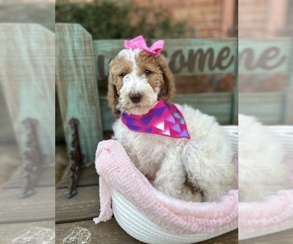 Medium Photo #12 Goldendoodle Puppy For Sale in SHERMAN, TX, USA