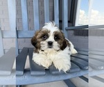 Small #2 Shih Tzu