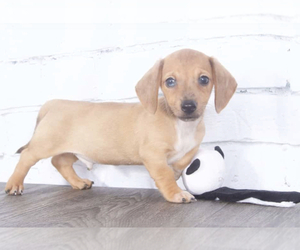 Dachshund Puppy for sale in RED LION, PA, USA