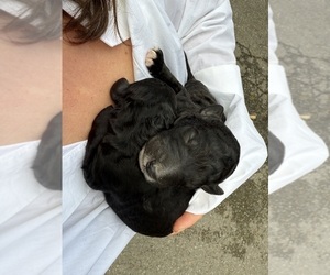 Poodle (Standard) Puppy for Sale in SHORELINE, Washington USA