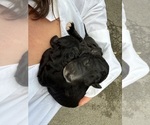 Small Poodle (Standard)