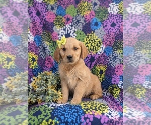 Vizsla Puppy for sale in NEW PROVIDENCE, PA, USA
