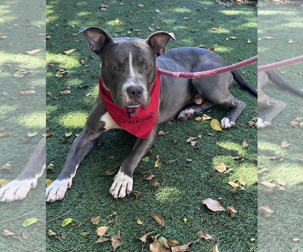 Medium Photo #4 American Pit Bull Terrier Puppy For Sale in Pompano Beach , FL, USA