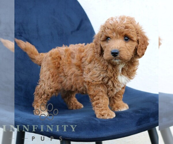 Medium Photo #3 Goldendoodle (Miniature) Puppy For Sale in NARVON, PA, USA