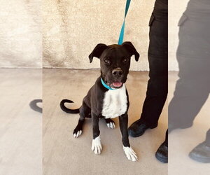 Riley - Male Boxer-Unknown Mix Dog for Adoption - Photo #2